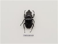 藏品(鬼艷鍬形蟲)的圖片